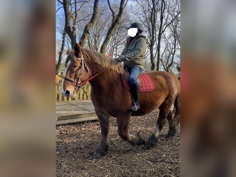 Koń bretoński Klacz 9 lat 162 cm Kasztanowata in Genêts