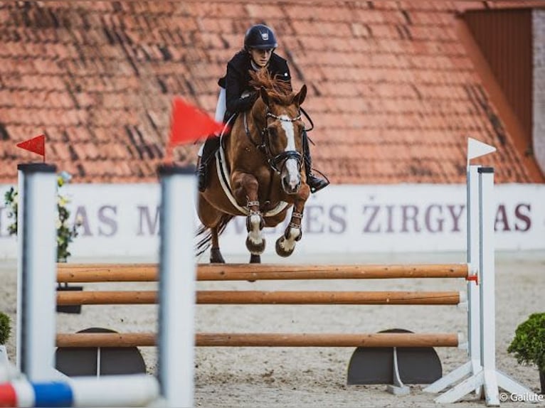 Koń budionnowski Klacz 8 lat 163 cm Ciemnokasztanowata in Prienai