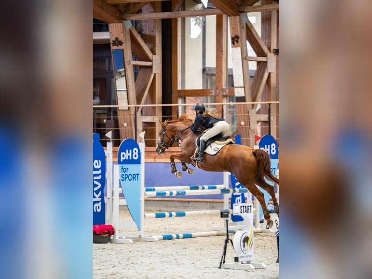 Koń budionnowski Klacz 8 lat 163 cm Ciemnokasztanowata in Prienai