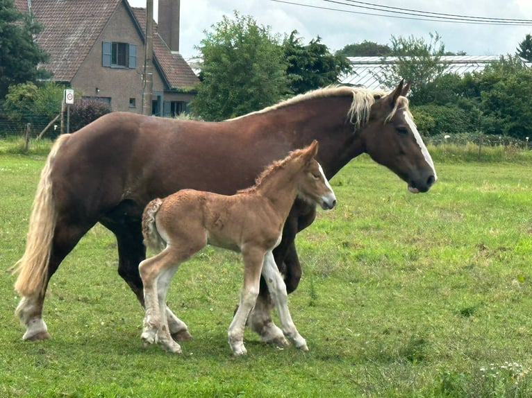 Koń buloński Klacz 1 Rok Kasztanowata in KERKDRIEL