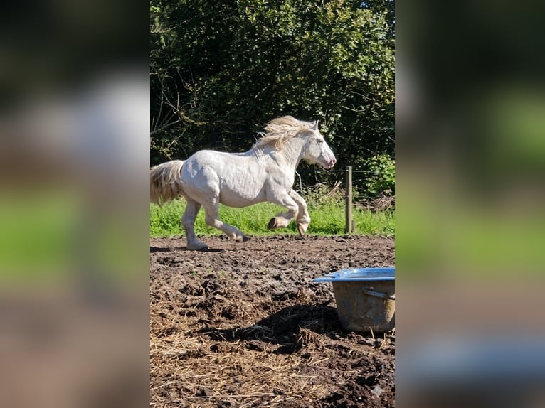 Koń buloński Ogier 8 lat 175 cm Siwa in Saint Georges d'Oleron