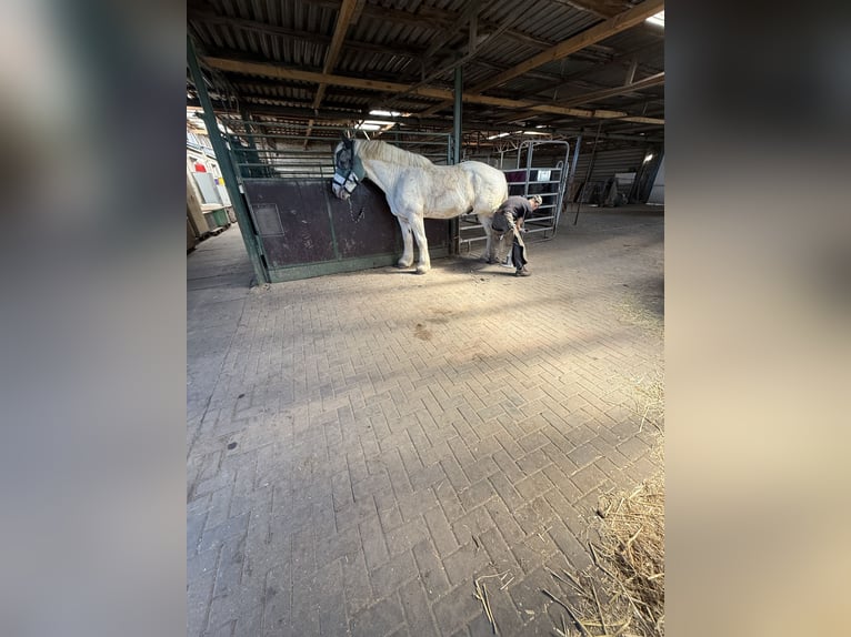 Koń buloński Wałach 10 lat 175 cm Siwa in Buchholz