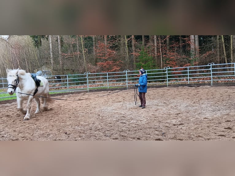 Koń buloński Wałach 10 lat 179 cm Siwa in Lützow
