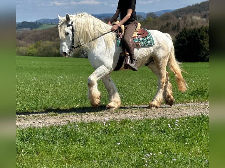 Koń buloński Wałach 13 lat 160 cm Siwa in Bad Münstereifel