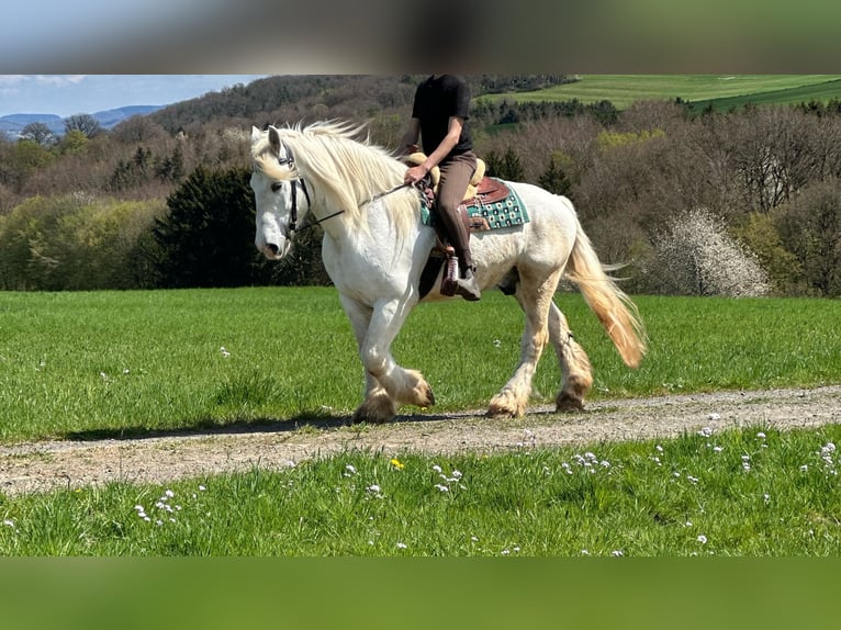 Koń buloński Wałach 13 lat 160 cm Siwa in Bad Münstereifel
