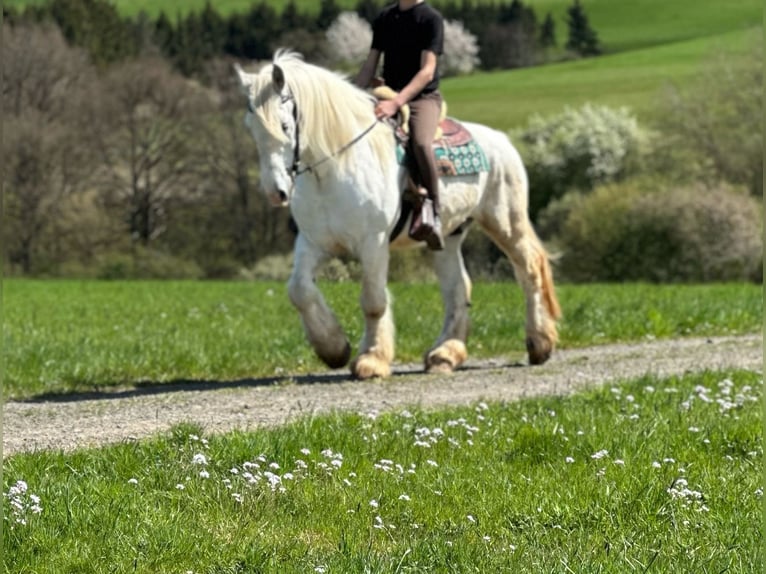 Koń buloński Wałach 13 lat 160 cm Siwa in Bad Münstereifel
