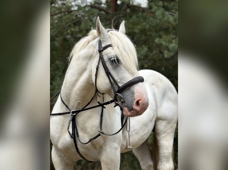 Koń buloński Wałach 8 lat 160 cm Siwa in Hümmel