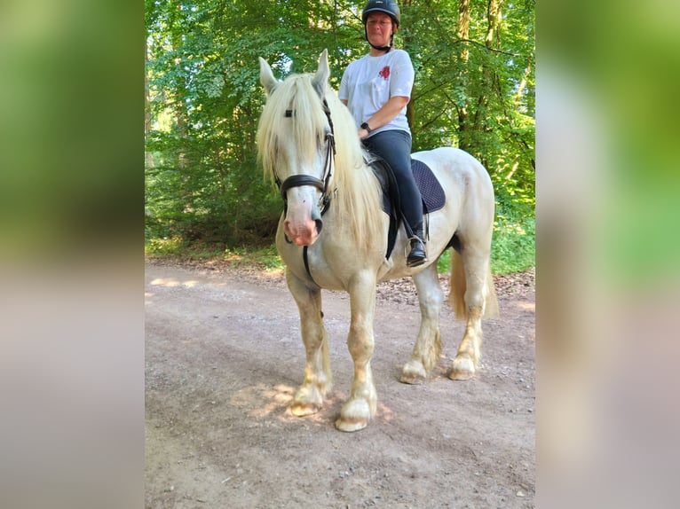 Koń buloński Wałach 8 lat 161 cm Siwa in Blankenheim