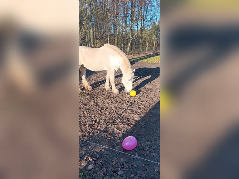 Koń buloński Wałach 9 lat 179 cm Siwa in Lützow