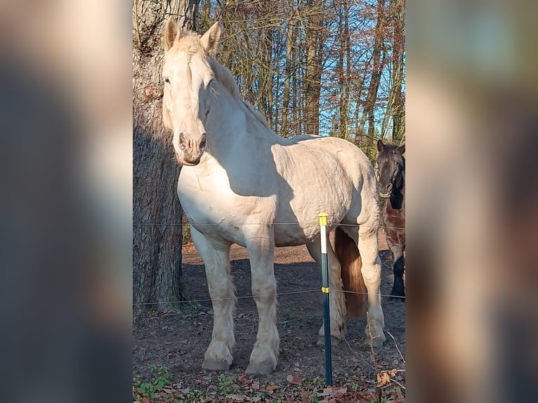 Koń buloński Wałach 9 lat 179 cm Siwa in Lützow