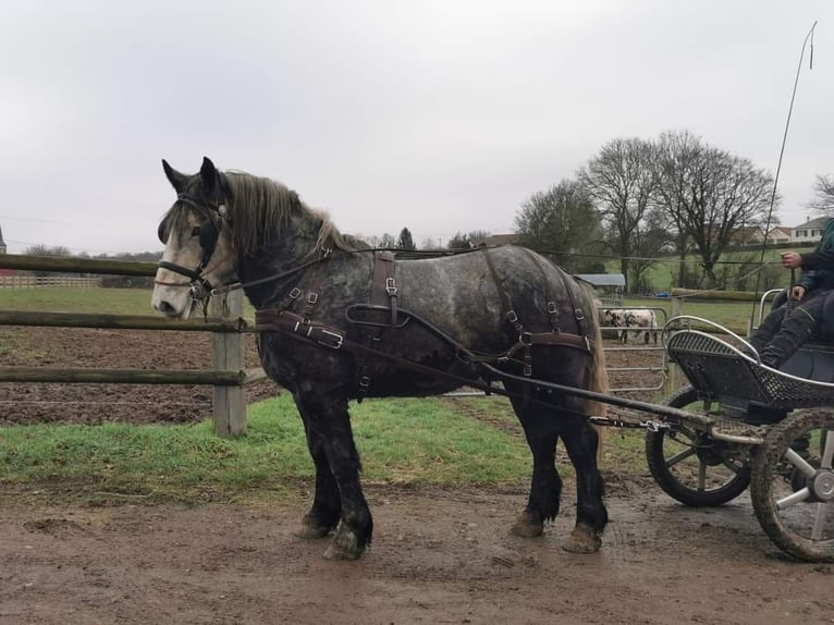 Koń buloński Wałach 5 lat 160 cm Siwa in La Haye-Saint-Sylvestre
