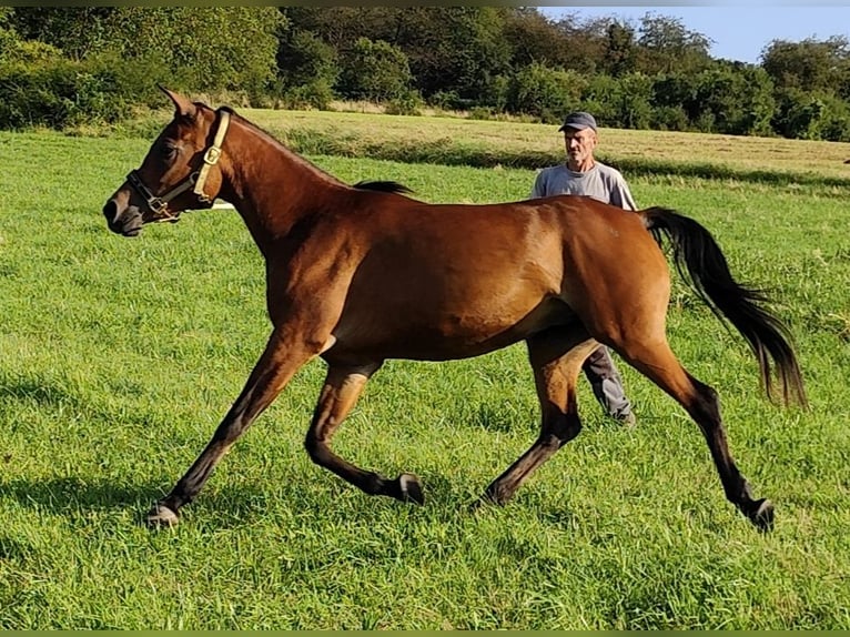 Koń czystej krwi arabskiej (Asil) Klacz 6 lat 152 cm Gniada in Gersheim