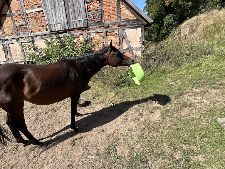 Koń czystej krwi arabskiej (Asil) Klacz 6 lat 154 cm Gniada in Witzenhausen