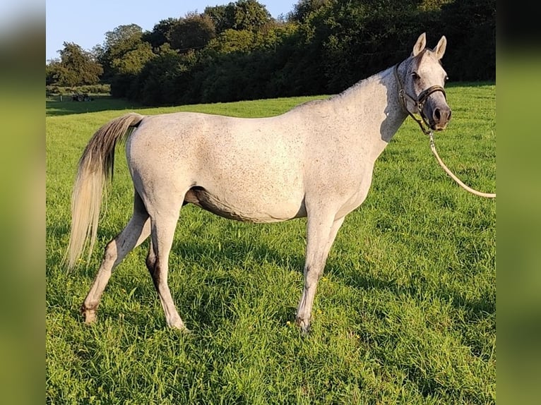 Koń czystej krwi arabskiej (Asil) Klacz 8 lat 153 cm Siwa in Gersheim