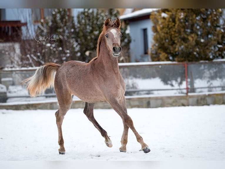 Koń czystej krwi arabskiej (Asil) Ogier 1 Rok 152 cm Siwa in BlankenhainNiedersynderstedt