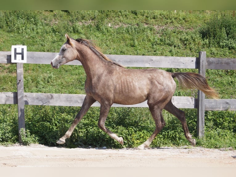 Koń czystej krwi arabskiej (Asil) Ogier 2 lat 160 cm Może być siwy in Achenkirch