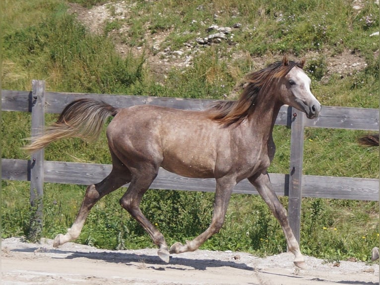 Koń czystej krwi arabskiej (Asil) Ogier 2 lat 160 cm Może być siwy in Achenkirch