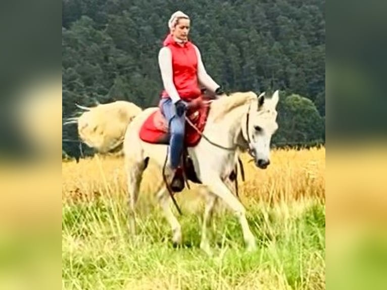 Koń czystej krwi arabskiej (Asil) Wałach 10 lat 154 cm Siwa in Gersheim