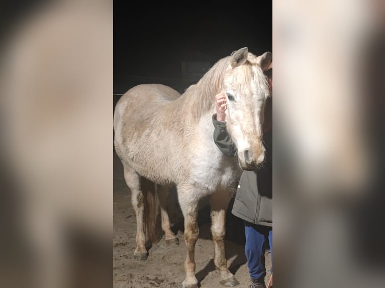 Koń czystej krwi arabskiej (Asil) Wałach 25 lat 150 cm Siwa jabłkowita in Gladenbach