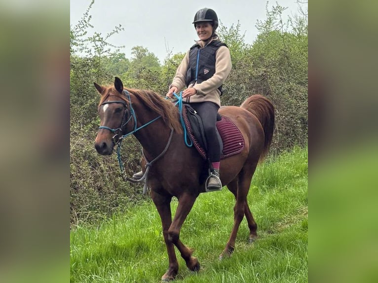 Koń czystej krwi arabskiej (Asil) Klacz 10 lat 156 cm Cisawa in gouise