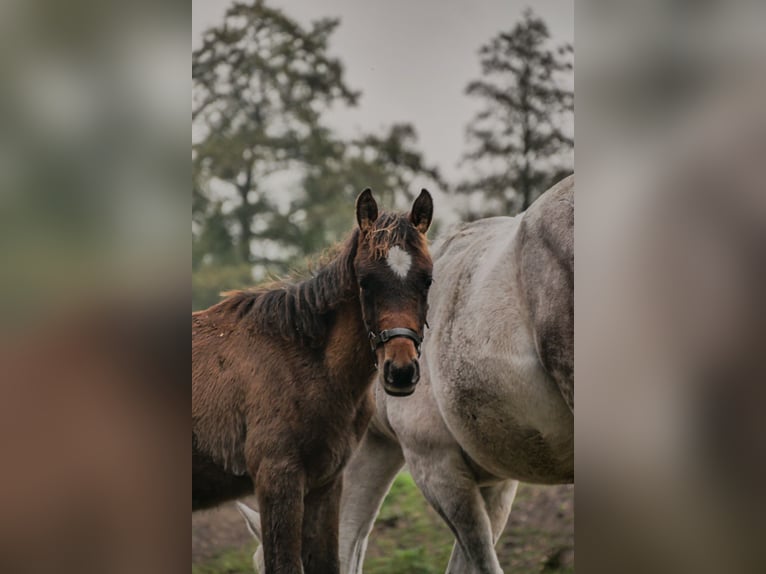 Koń czystej krwi arabskiej (Asil) Klacz 12 lat 144 cm Siwa in Rietberg