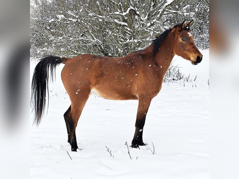 Koń czystej krwi arabskiej (Asil) Klacz 4 lat Gniada in Gersheim