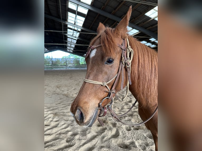 Koń czystej krwi arabskiej (Asil) Klacz 6 lat 153 cm Kasztanowata in Bad Erlach