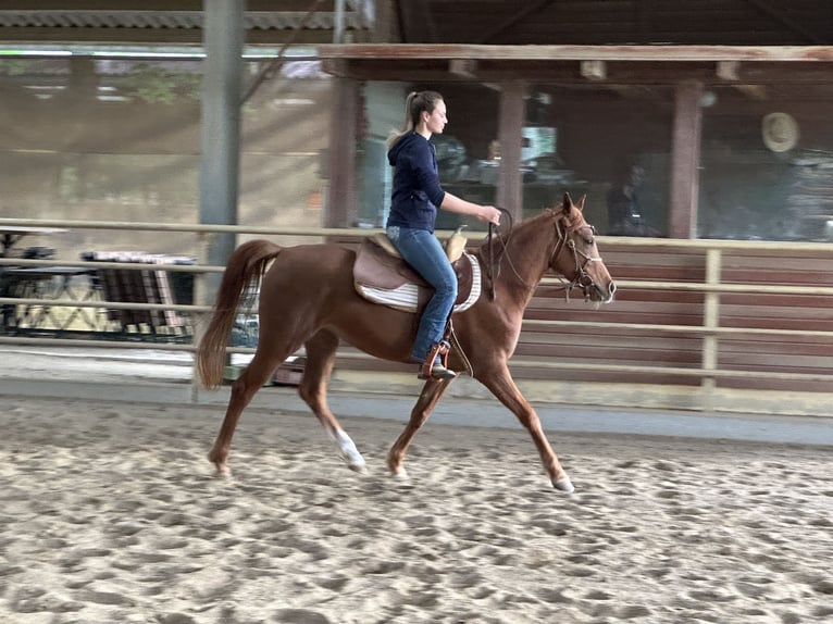 Koń czystej krwi arabskiej (Asil) Klacz 6 lat 153 cm Kasztanowata in Bad Erlach