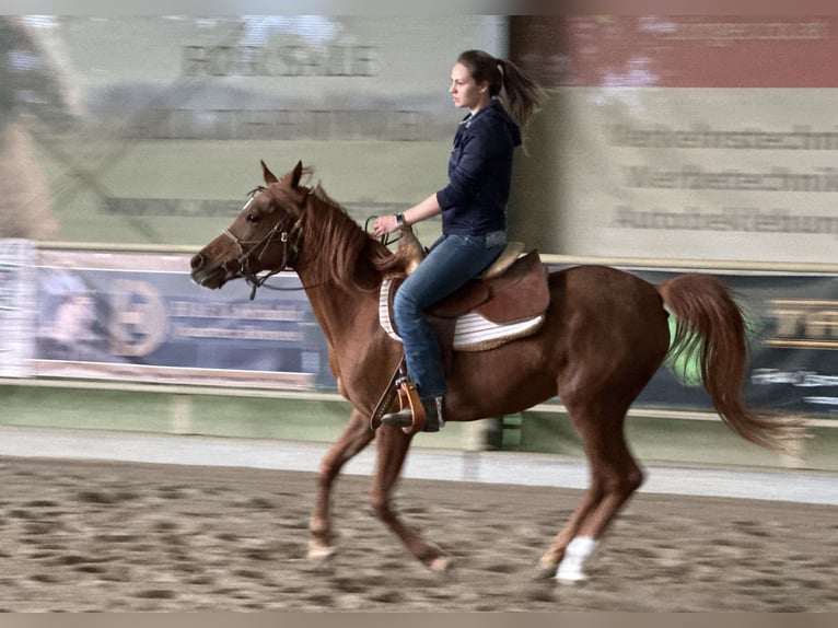 Koń czystej krwi arabskiej (Asil) Klacz 6 lat 153 cm Kasztanowata in Bad Erlach