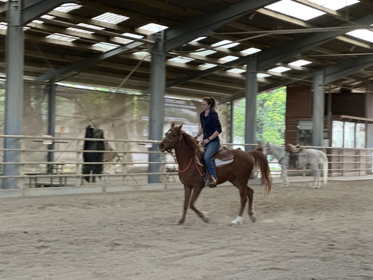 Koń czystej krwi arabskiej (Asil) Klacz 6 lat 153 cm Kasztanowata in Bad Erlach