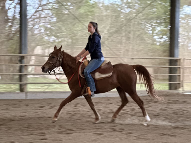 Koń czystej krwi arabskiej (Asil) Klacz 6 lat 153 cm Kasztanowata in Bad Erlach