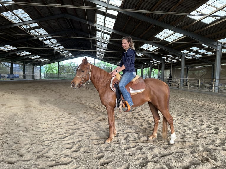 Koń czystej krwi arabskiej (Asil) Klacz 6 lat 153 cm Kasztanowata in Bad Erlach