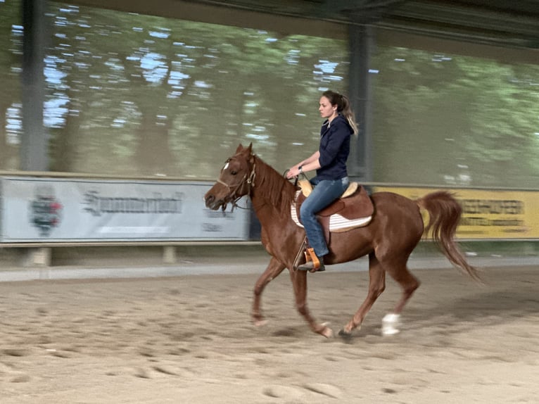 Koń czystej krwi arabskiej (Asil) Klacz 6 lat 153 cm Kasztanowata in Bad Erlach
