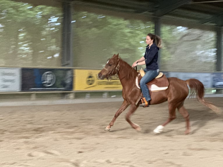 Koń czystej krwi arabskiej (Asil) Klacz 6 lat 153 cm Kasztanowata in Bad Erlach