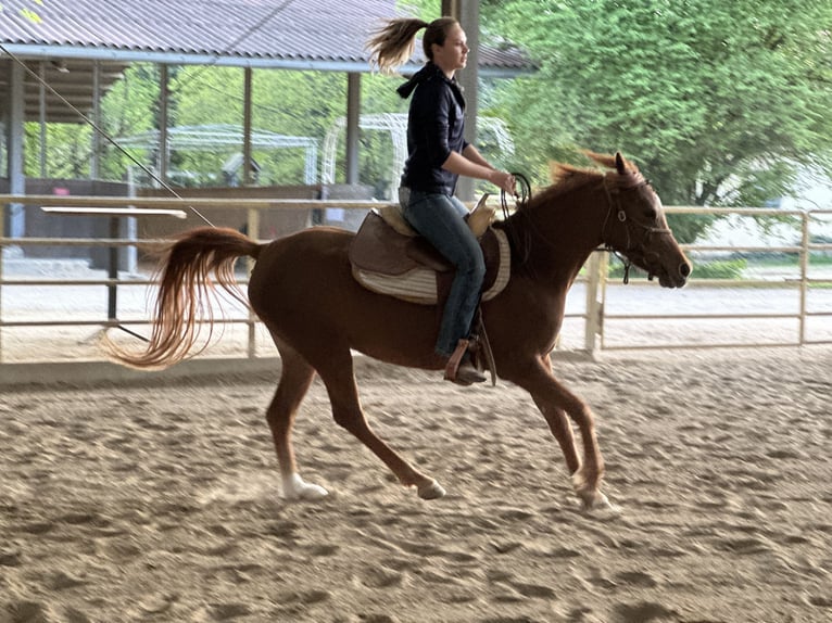 Koń czystej krwi arabskiej (Asil) Klacz 6 lat 153 cm Kasztanowata in Bad Erlach