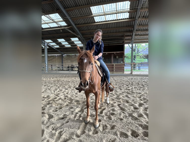 Koń czystej krwi arabskiej (Asil) Klacz 6 lat 153 cm Kasztanowata in Bad Erlach