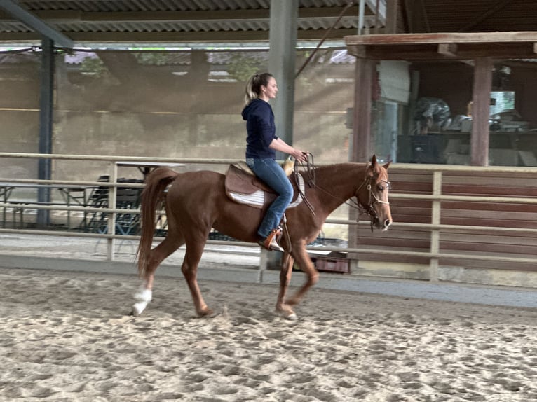 Koń czystej krwi arabskiej (Asil) Klacz 6 lat 153 cm Kasztanowata in Bad Erlach