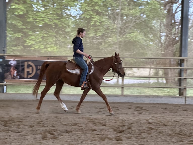 Koń czystej krwi arabskiej (Asil) Klacz 6 lat 154 cm Kasztanowata in Bad Erlach