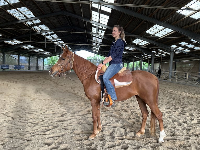 Koń czystej krwi arabskiej (Asil) Klacz 6 lat 154 cm Kasztanowata in Bad Erlach