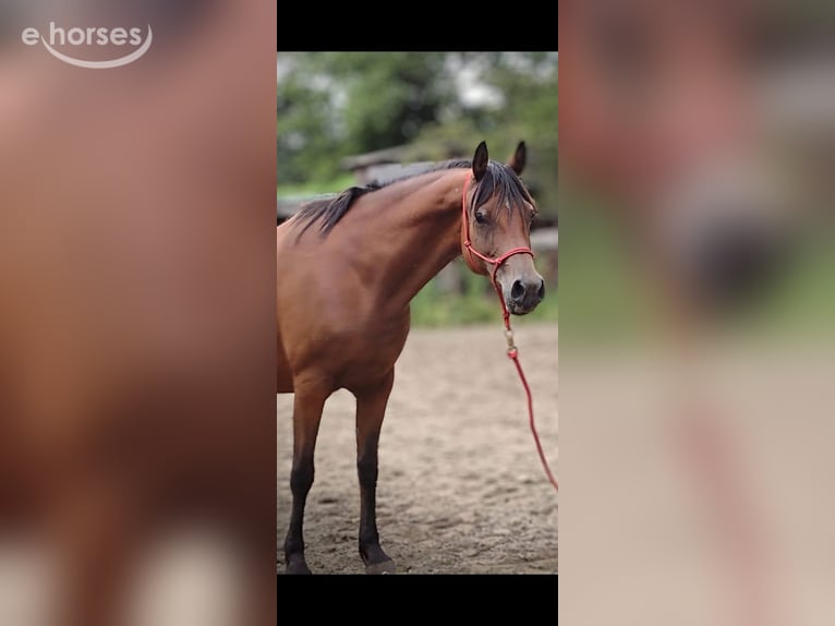 Koń czystej krwi arabskiej (Asil) Klacz 8 lat 155 cm Gniada in Bosau