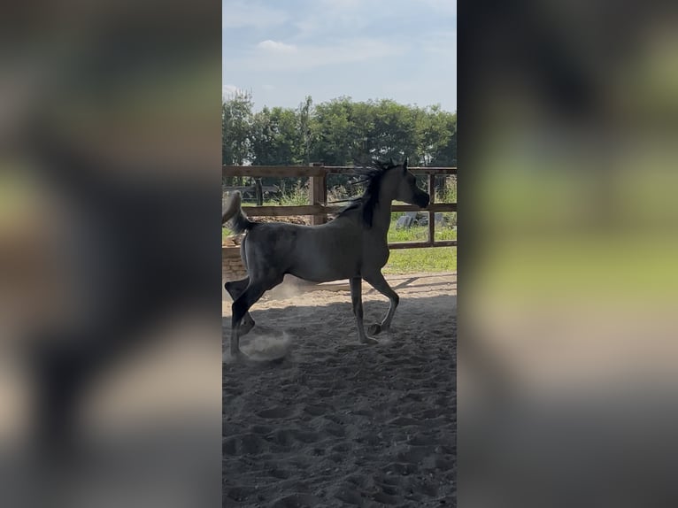 Koń czystej krwi arabskiej (Asil) Ogier 13 lat Siwa w hreczce in Treviglio