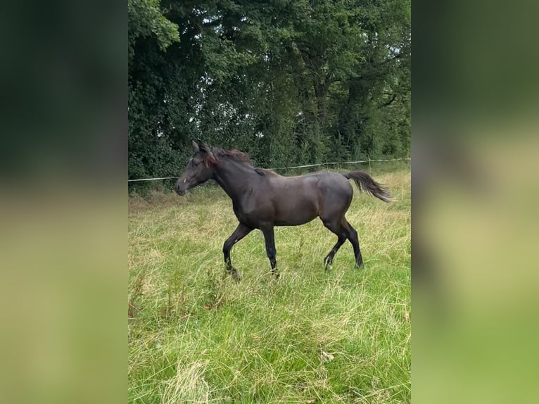 Koń czystej krwi arabskiej (Asil) Ogier 1 Rok 145 cm Kara in VERNON