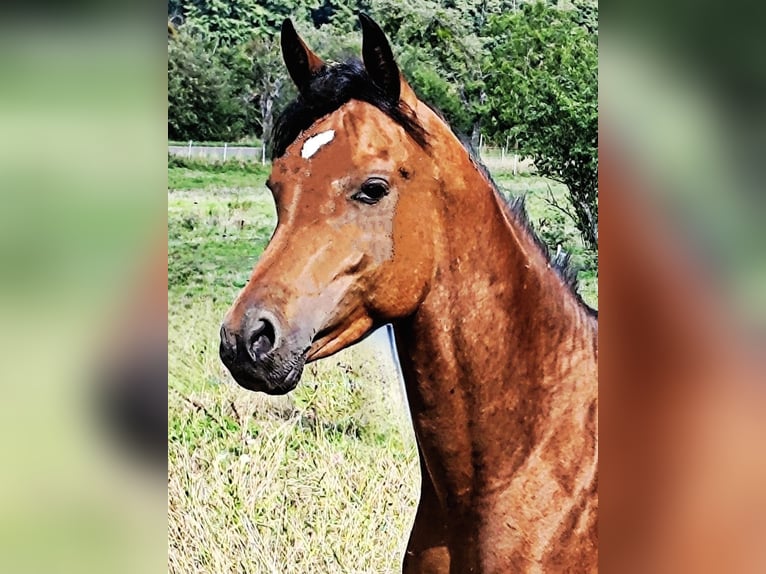 Koń czystej krwi arabskiej (Asil) Ogier 2 lat 148 cm Gniada in Gersheim