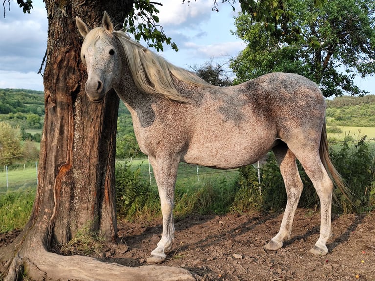 Koń czystej krwi arabskiej (Asil) Ogier 2 lat 148 cm Gniada in Gersheim