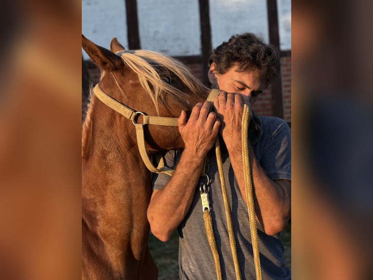 Koń czystej krwi arabskiej (Asil) Ogier 3 lat 145 cm Ciemnokasztanowata in Niedersachsen