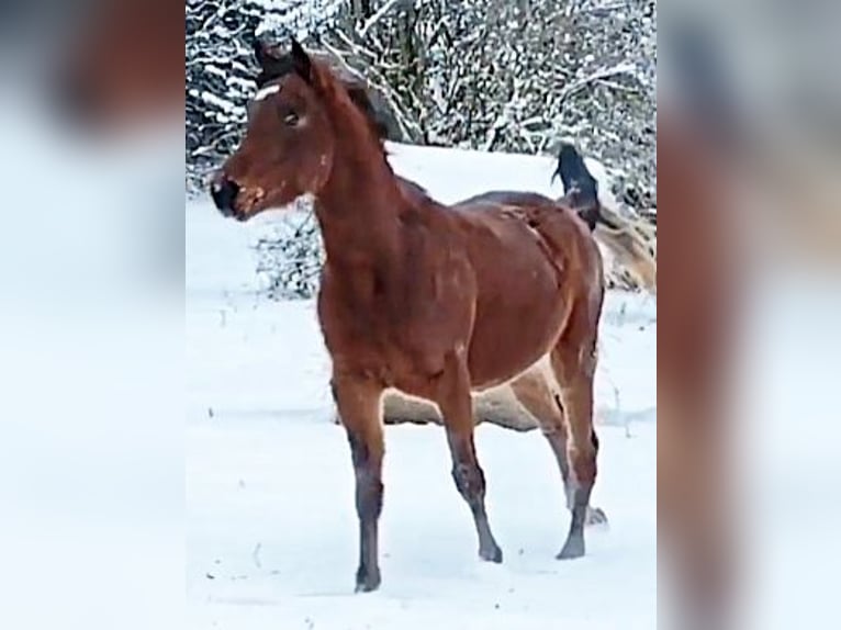 Koń czystej krwi arabskiej (Asil) Ogier 3 lat 148 cm Gniada in Gersheim