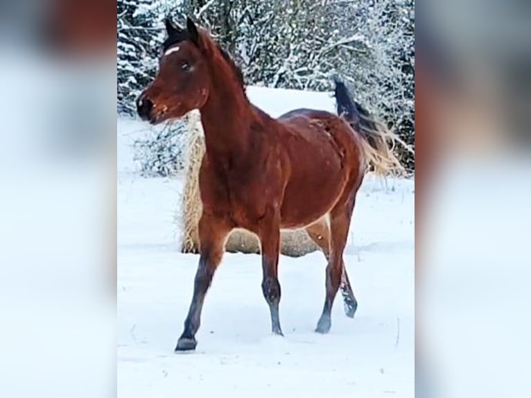 Koń czystej krwi arabskiej (Asil) Ogier 3 lat 148 cm Gniada in Gersheim