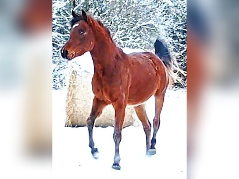 Koń czystej krwi arabskiej (Asil) Ogier 3 lat 148 cm Gniada in Gersheim