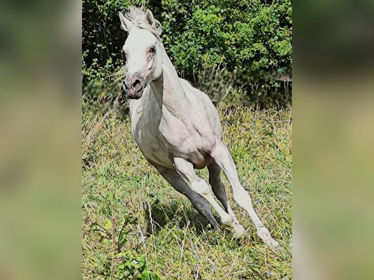 Koń czystej krwi arabskiej (Asil) Ogier 4 lat 155 cm Siwa in Gersheim