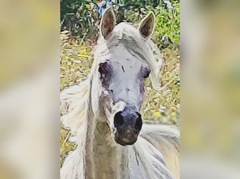 Koń czystej krwi arabskiej (Asil) Ogier 4 lat 155 cm Siwa in Gersheim